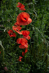 Wall Mural - Coquelicots dans la lumière matinale