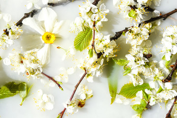 Spring blossom concept. apricot cherry blossom flower on white water background