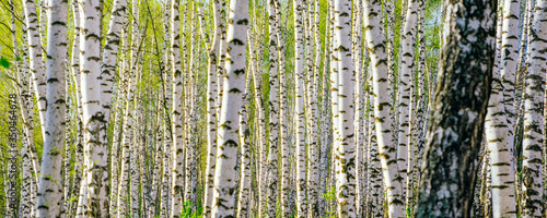 Spring landscape. Background of white birch tree trunks. Panoramic frame