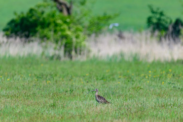 Wall Mural - Eurasian curlew or common curlew, Numenius arquata