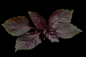 Poster - Purple basil herb