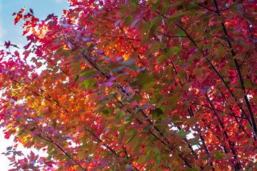 beautiful, colourful leaves decorate the branches of this stunning october glory maple tree, aka ace