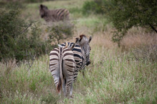 A Closeup From Behind Of A Light Brown Plains Zebra Mare (Equus Quagga), Following Her Harem In Single File At The End Of The Rainy Season, In The South African Bushveld.