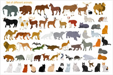 Set Of Different Animals. Wild Animals. Domestic Cats.
