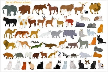 Wall Mural - Set of different animals. Wild animals. Domestic cats.