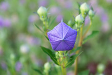 Purple Balloon Flower Bud On Green Background