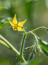 Yellow Tomato Flowers On A Branch
