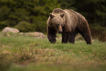 Wall Mural - large carpathian brown bear walking in the wild forest.