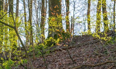 Poster - natural forest scenery at early spring time