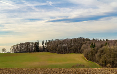 Wall Mural - rural scenery with forest edge