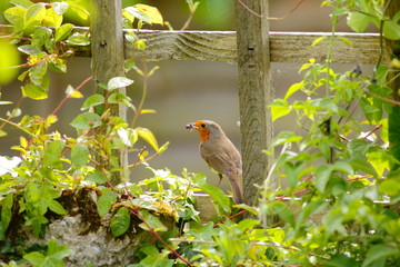 Wall Mural - European robin (Erithacus rubecula) perching in garden