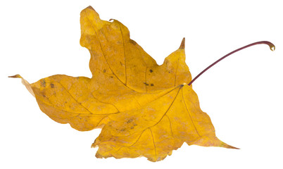 Wall Mural - Yellow maple leaf isolated on a white background close-up.