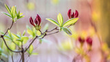 Fototapeta  - Pąki, azalia japońska, kwiaty ogrodowe