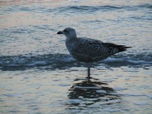 Seagull In Shallow Water