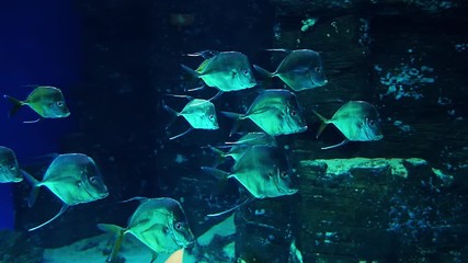 Wall Mural - shoal of fish Selena vomer swims underwater