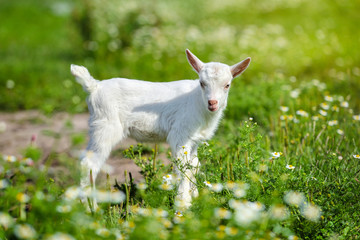 Wall Mural - White little goat standing on green grass with daisy flowers on a sunny day