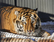 Bengal tiger looking at the camera