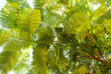 Wall Mural - green leaves texture