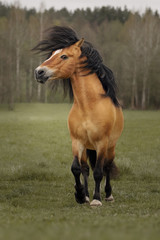 Portrait of a harness horse