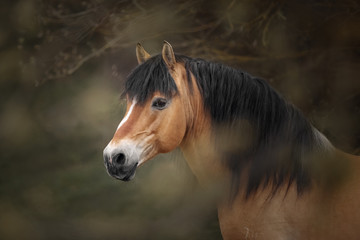 Wall Mural - Portrait of a harness horse