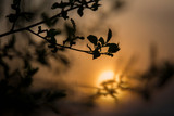 Fototapeta  - Tree branch silhouette at sunset. Abstract background.