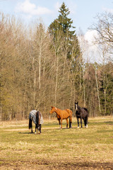 Wall Mural - Landscape with the horses