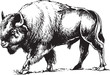Bull Bison or Buffalo
