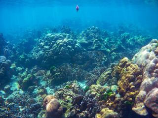 Wall Mural - Beautiful coral reefs scene in the Rok islands in Krabi, Thailand