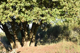 Fototapeta Desenie - hermosa tronco de arbol