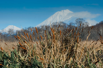 cattail and volcano