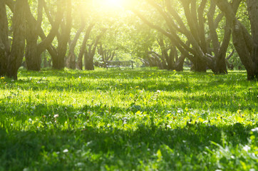 Tree Alley in Summer Garden