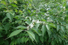 Amur Honeysuckle In Bloom In Mid May