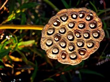 Close-up Of Lotus Seed Pod