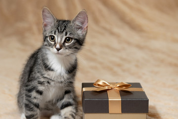 Wall Mural - Cute gray tabby kitten sitting on a cream fur plaid next to a golden gift box, copy space