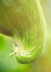 Detail of fresh green ripe natural cucumber growing on a branch in homemade greenhouse. Extreme close-up. Blurry background and copy space for your advertising text message