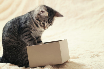 Wall Mural - Cute curious gray tabby kitten peeks into a gift box