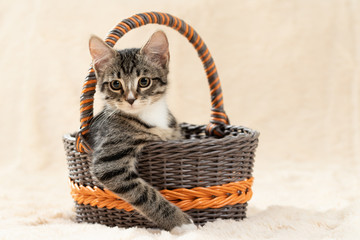 Wall Mural - Cute gray tabby kitten sits in a wicker basket on a background of a cream fur plaid