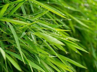 Canvas Print - Fresh bamboo leaves with water drop