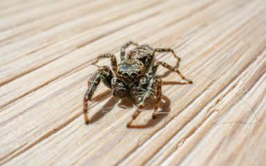 spider macro 1