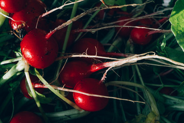 bunch of fresh radishes