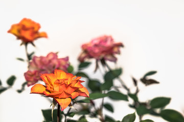 Wall Mural - Orange and pink roses against white background