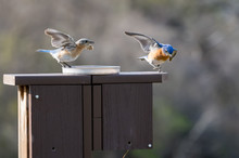 Male And Female Blue Birds Playing On Feeder