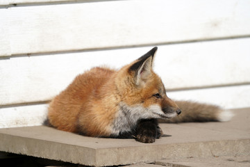 Urban fox living under building
