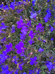 Wall Mural - Bright Purple violet flowers bloom in field on summer day