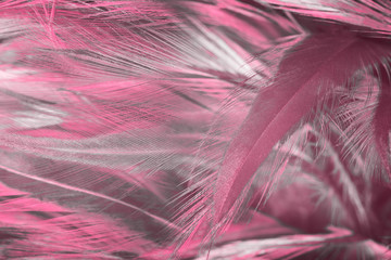 Fototapeta flamingo ptak sztuka piękny