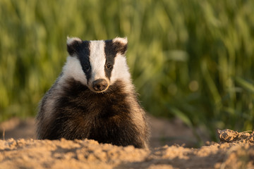 Wall Mural - Badger, Meles meles, single mammal at dusk