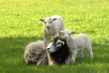 Wall Mural - sheep and lambs