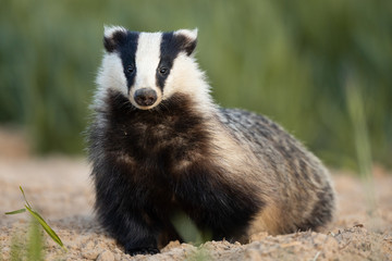 Wall Mural - Badger, Meles meles, single mammal at dusk