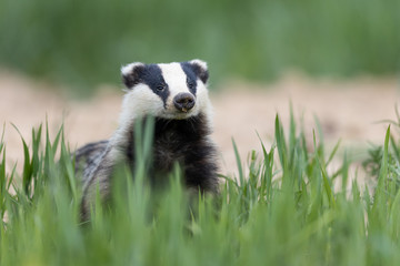 Wall Mural - Badger, Meles meles, single mammal at dusk