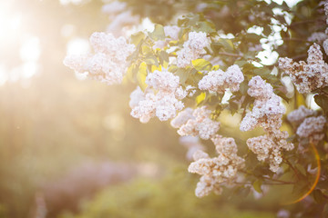 White lilac blossoms blooming in springtime